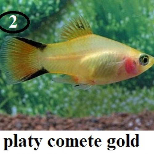 a DONNER jeune platy