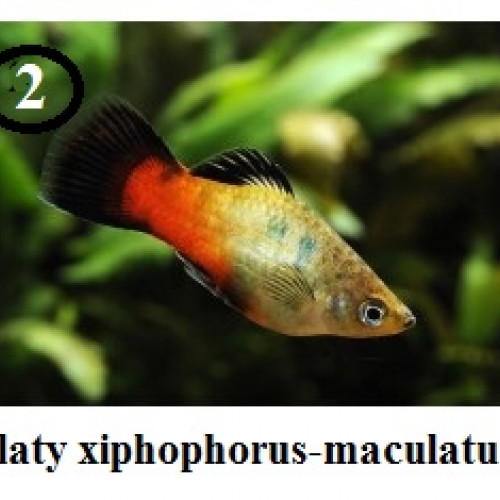 a DONNER jeune platy