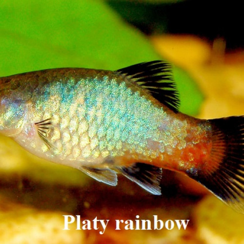 a DONNER jeune platy