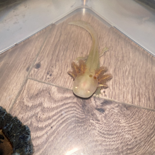 Axolotl albinos gold, 12cm