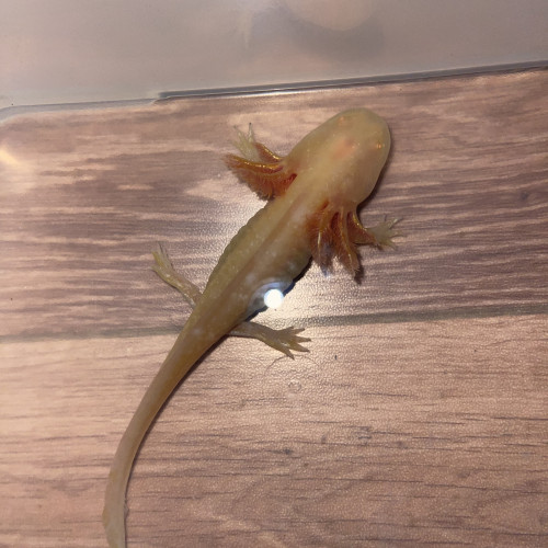 Axolotl albinos gold, 12cm