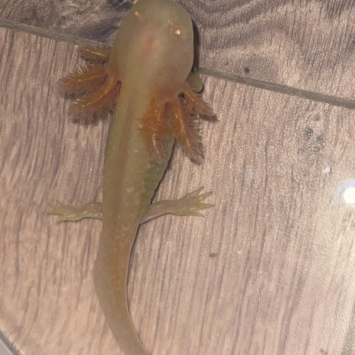 Axolotl albinos gold, 12cm