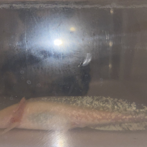 Axolotl albinos gold, 12cm