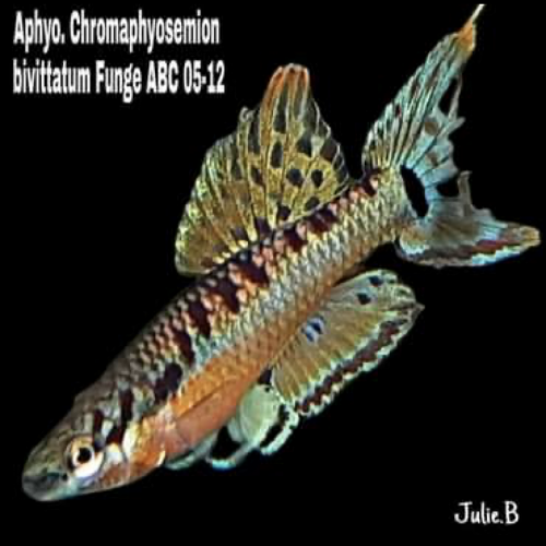 Oeufs de Chromaphyosemion bivittatum funge ABC 05-12