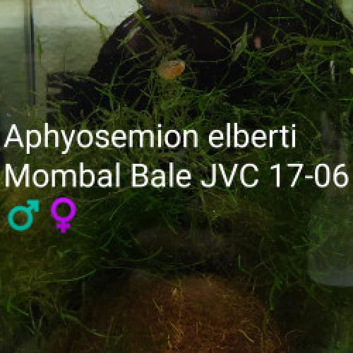 Couple (s) ♀️♂️ Aphyosemion elberti Mombal Bale JVC 17-06