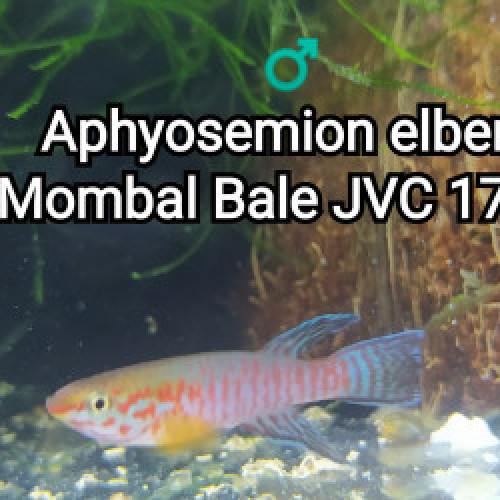 Mâle (s) Aphyosemion elberti Mombal Bale JVC 17-06
