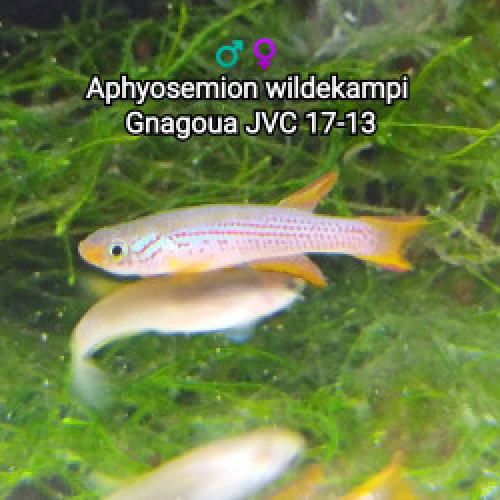 Couple (s) ♀️♂️ Aphyosemion wildekampi  Gnagoua JVC 17-13