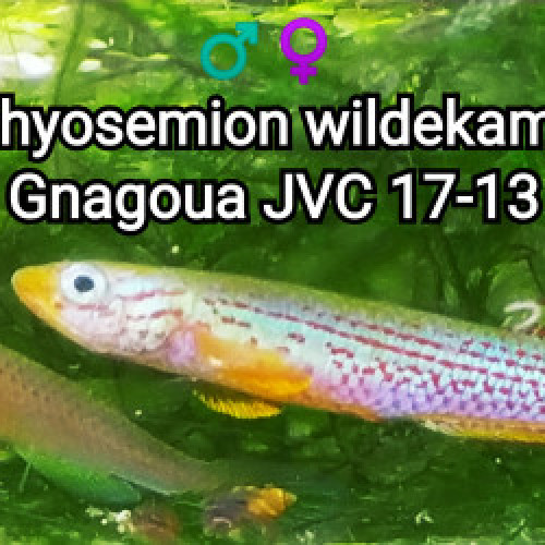Couple (s) ♀️♂️ Aphyosemion wildekampi  Gnagoua JVC 17-13