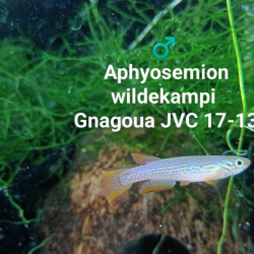 Mâle (s) Aphyosemion wildekampi  Gnagoua JVC 17-13