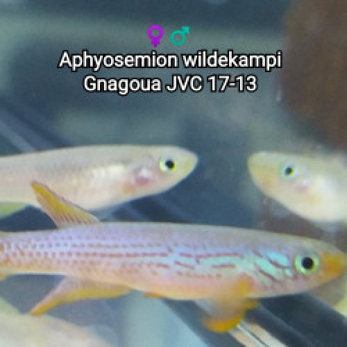 ♀️ Femelle (s) Aphyosemion wildekampi  Gnagoua JVC 17-13