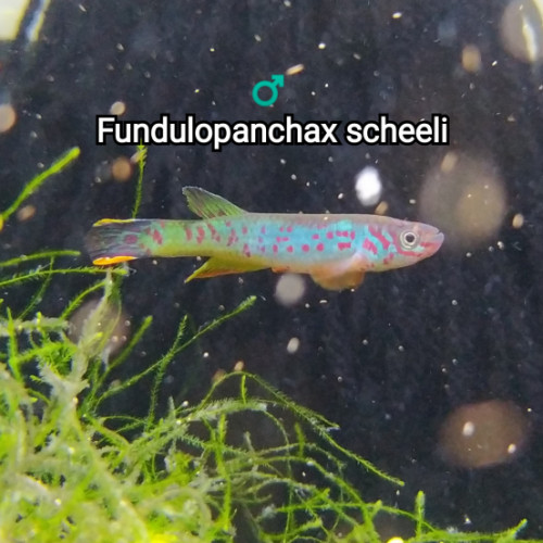 ♂️ Mâle (s) Fundulopanchax scheeli