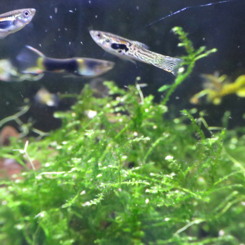 guppys endlers