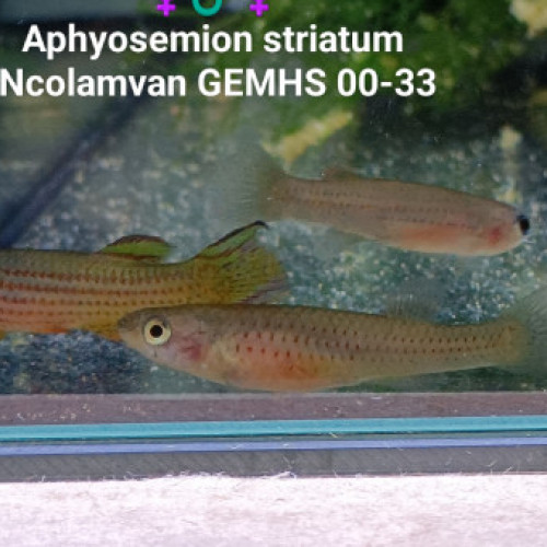 ♀️♂️♀️ Trio (s) Aphyosemion striatum Ncolamvan GEMHS 00-33