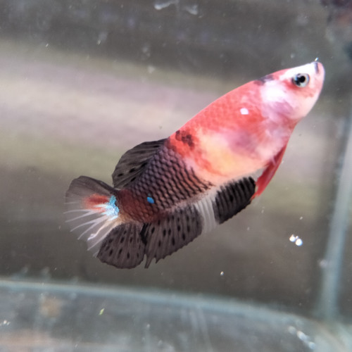 Betta Plakat femelle red koï 5 mois