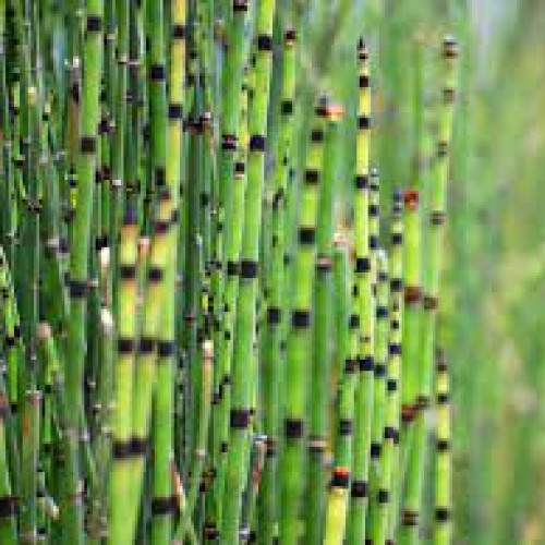 Plantes de bassin