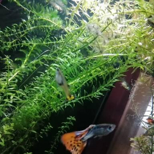 Guppys leopard