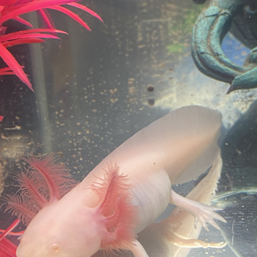 Axolotl