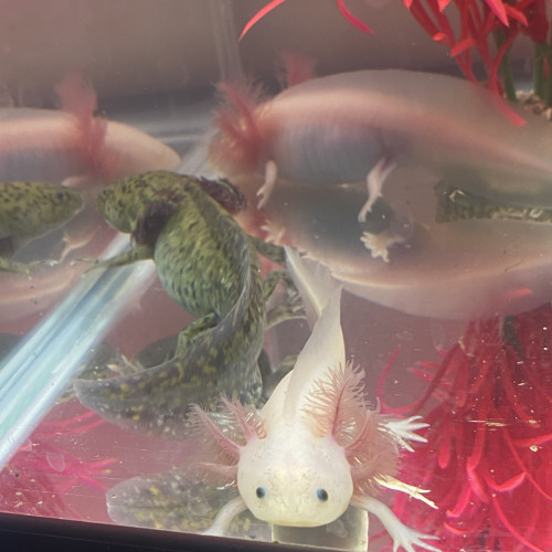 Axolotl