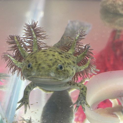 Axolotl