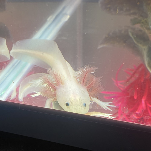 Axolotl