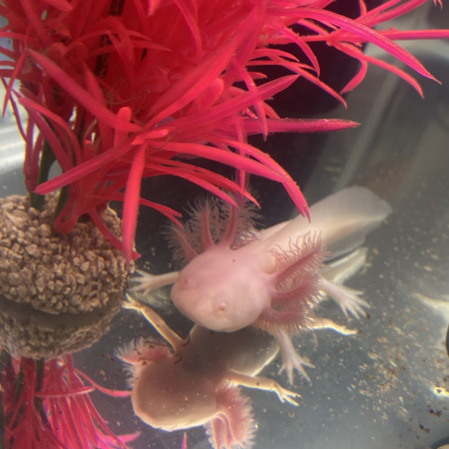 Axolotl