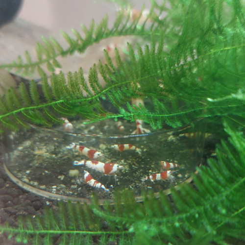 Crevettes Caridina cantonensis CRS (Crystal red)