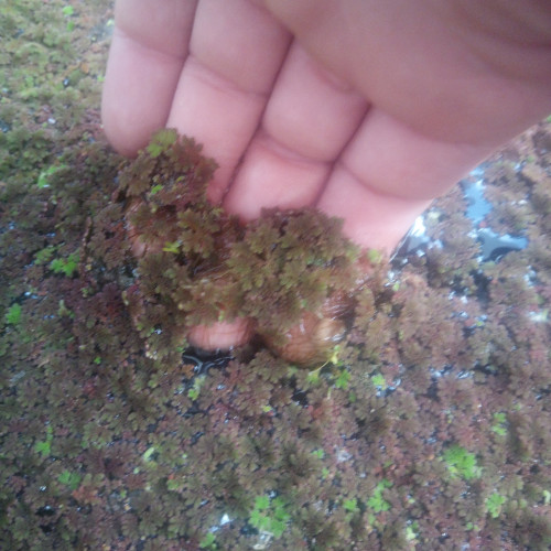 Azolla