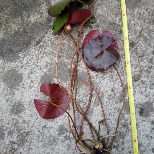 Nénuphar ( bassin)