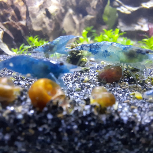 Neocaridina full blue