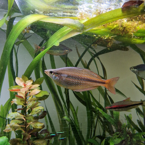Melanotaenia trifasciata