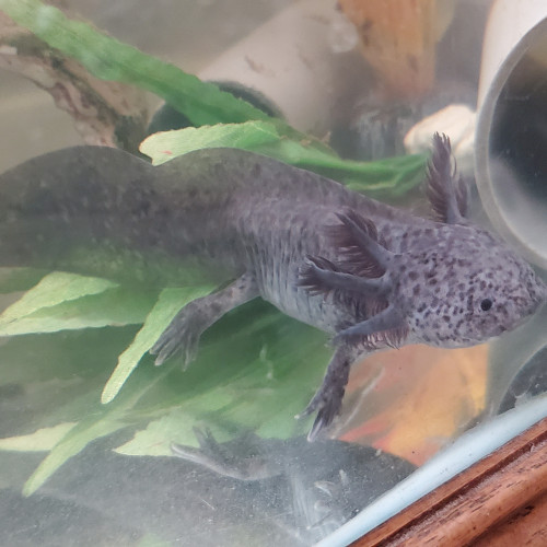 axolotl axanthique