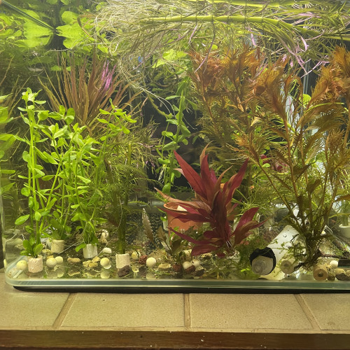 Lot de plante