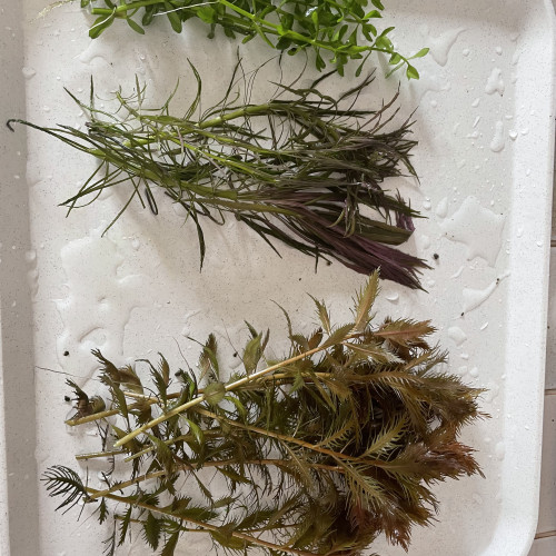 Lot de plante
