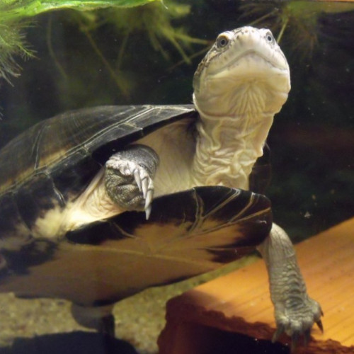 Donne une tortue pelomedusa a réchappé