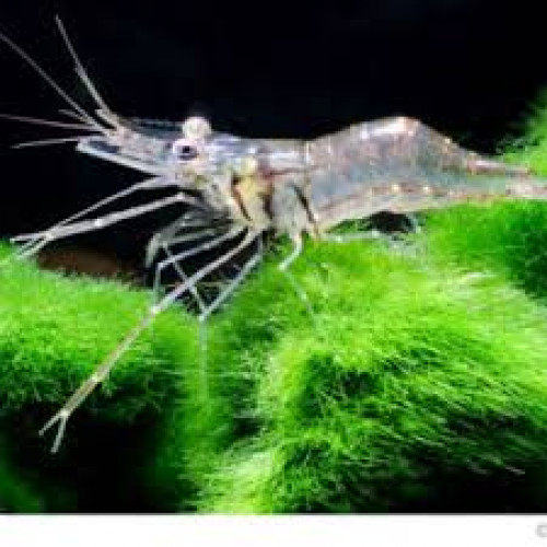 Crevette à pince rayées (Macrobrachium dayanum )