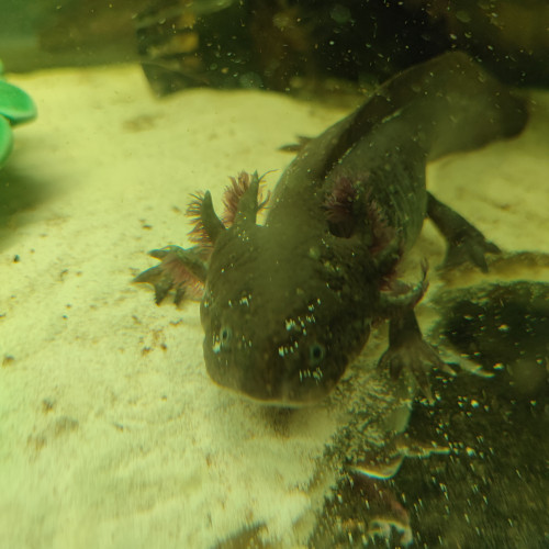 Vends axolotls