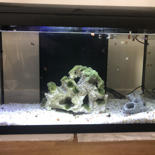 Aquarium 70 l complet + poissons