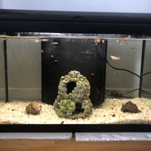 Aquarium 70 l complet + poissons