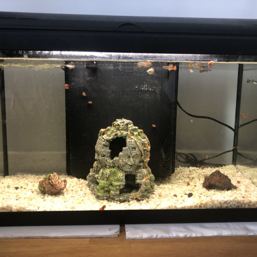 Aquarium 70 l complet + poissons