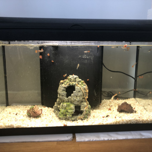 Aquarium 70 l complet + poissons