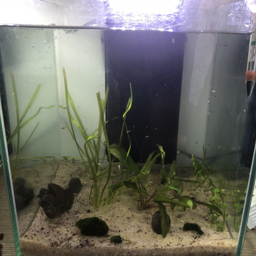 Aquarium complet cubique + lot gigantesque poissons