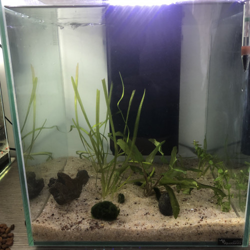 Aquarium complet cubique + lot gigantesque poissons