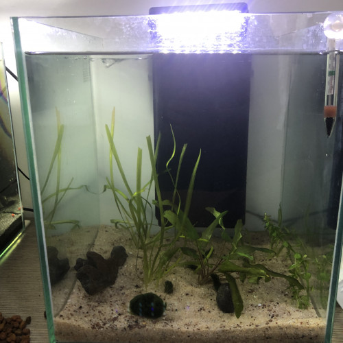 Aquarium complet cubique + lot gigantesque poissons