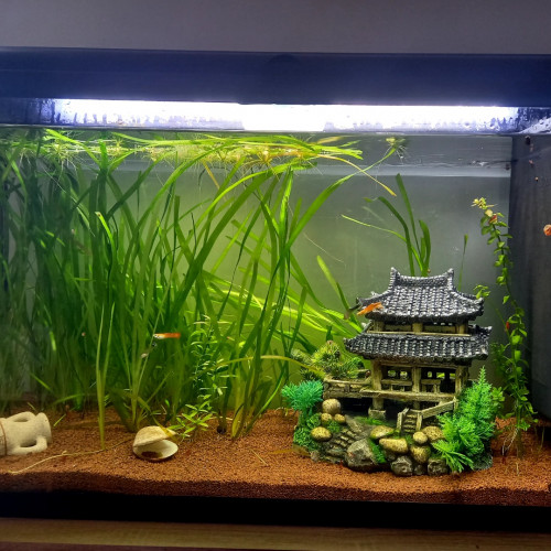 Aquarium 100 l