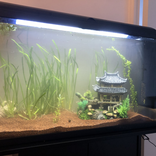 Aquarium 100 l