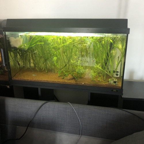 Pompe pour aquarium 100 litres