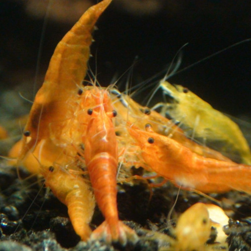 Crevettes neocaridina Sakura orange