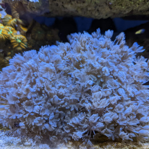 Vente ou échange de divers coraux