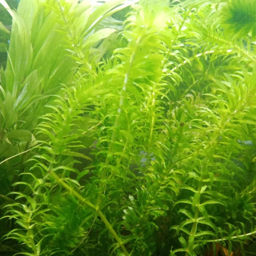 Plante d'aquarium- Elodea en bouquets