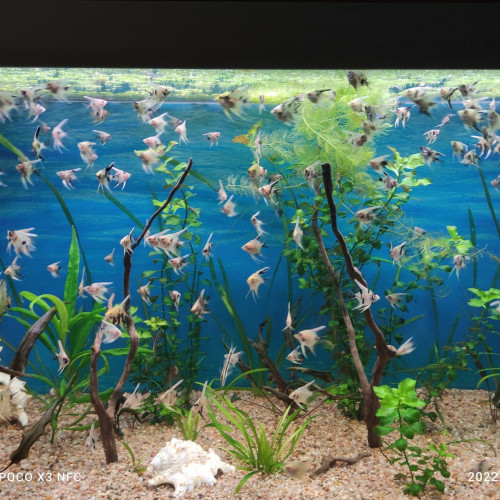 Poissons D'aquarium, Scalaires Koï